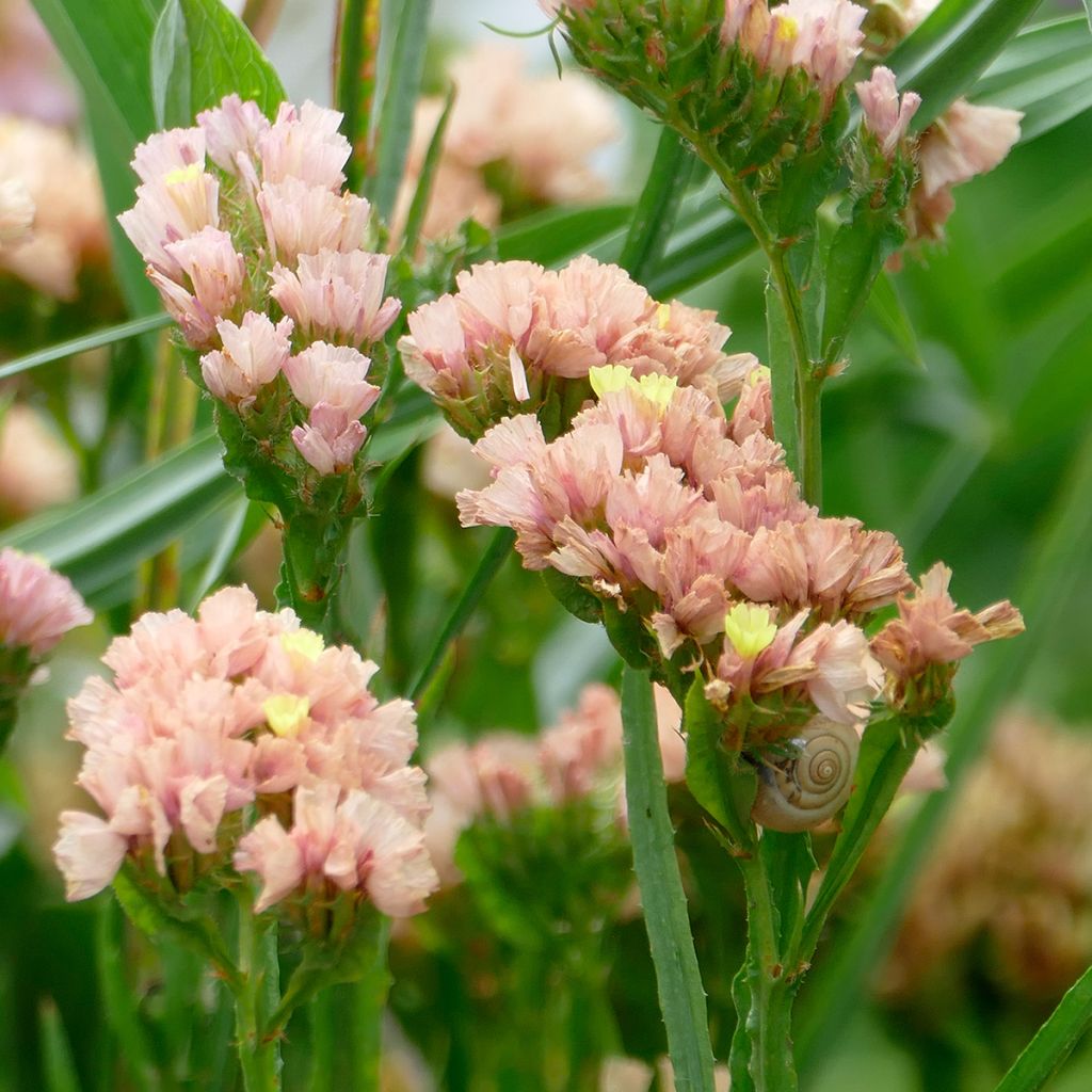 Limonium sinuatum QIS Apricot - Statice