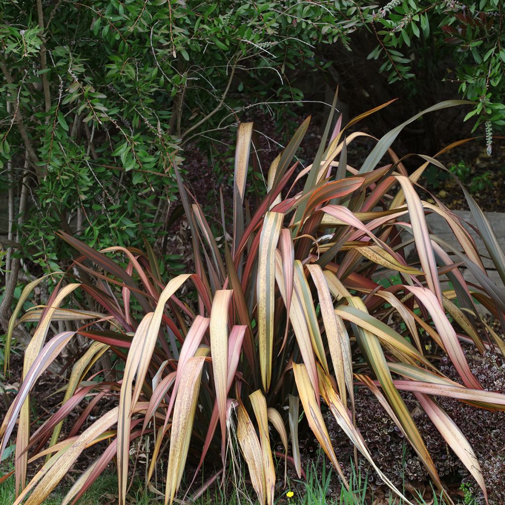 Phormium Flamingo - Lino della Nuova Zelanda