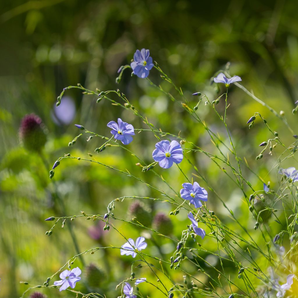Linum perenne - Lino perenne