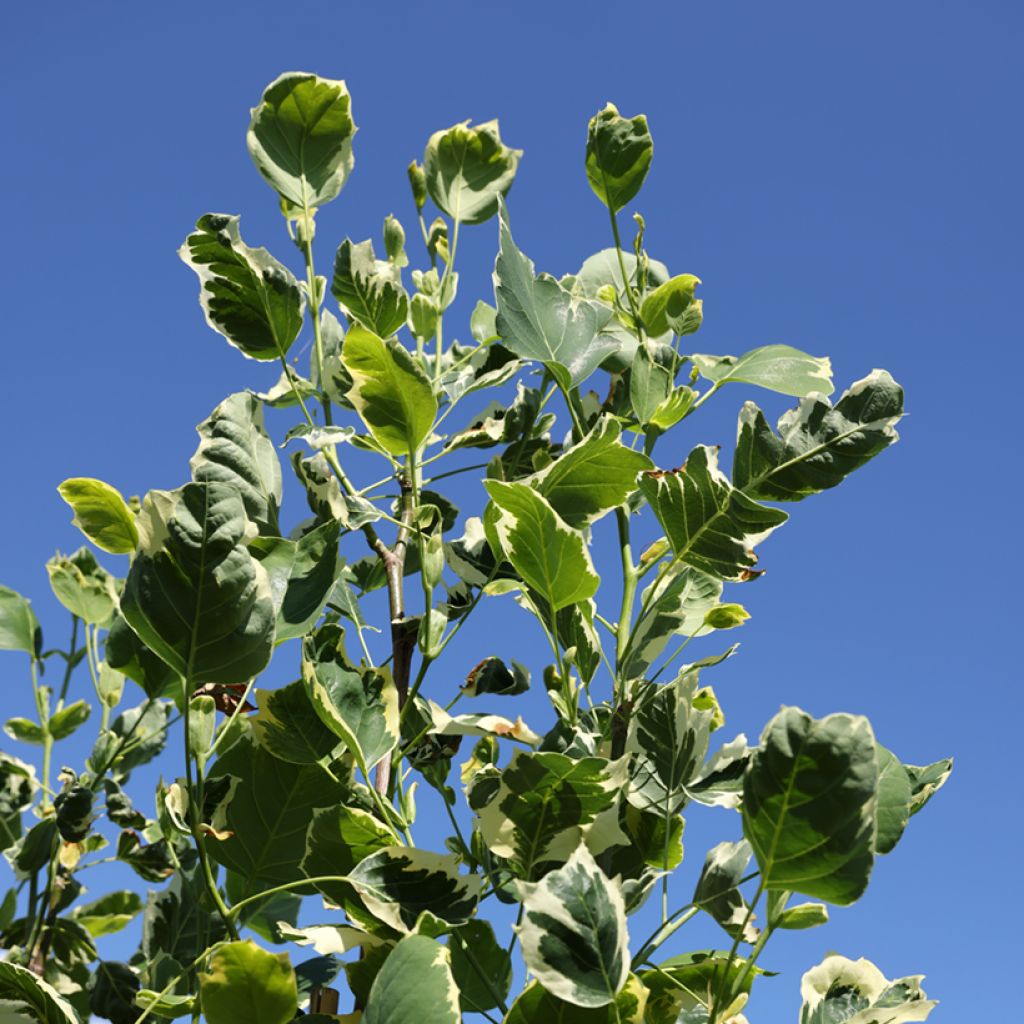 Liriodendron tulipifera Snowbird - Liriodendro