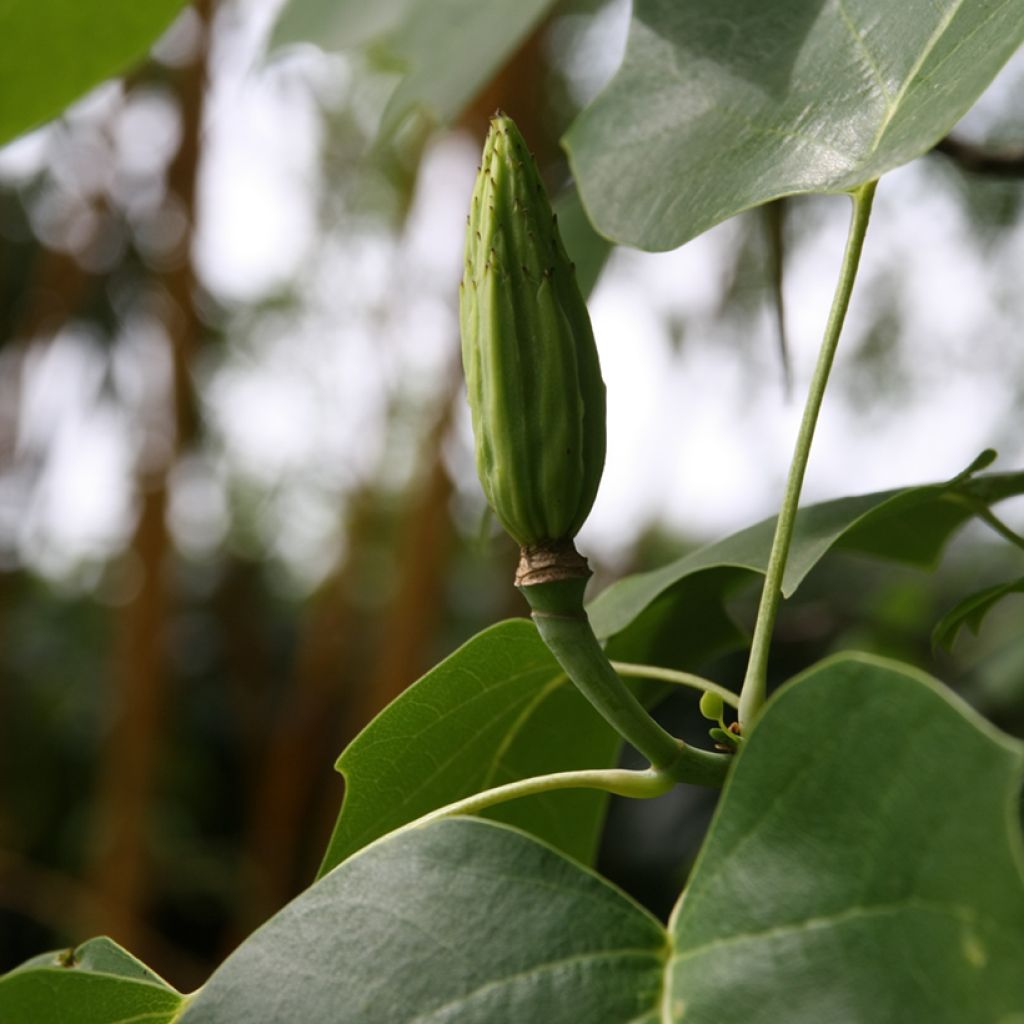 Liriodendron tulipifera - Liriodendro