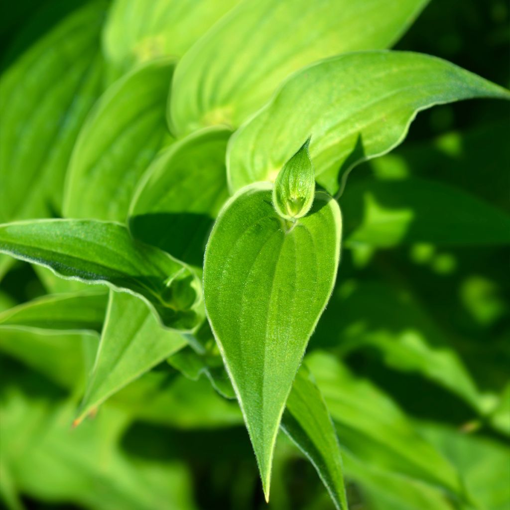 Tricyrtis hirta Albomarginata