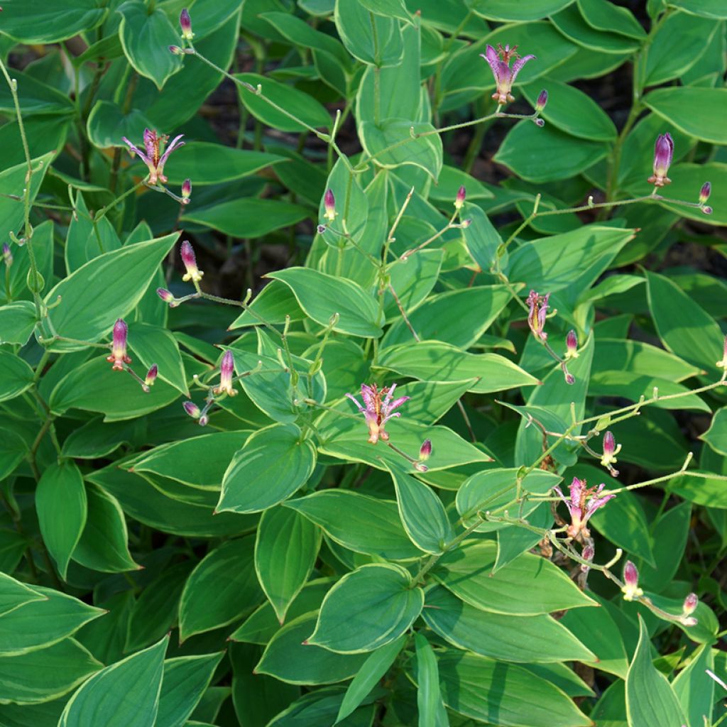 Tricyrtis hirta Albomarginata