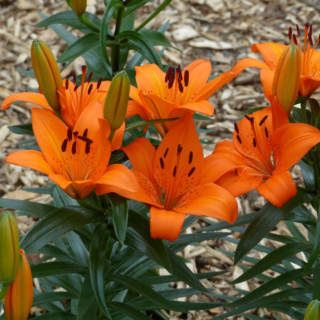 Lis nain Orange Pixie - Lis asiatique