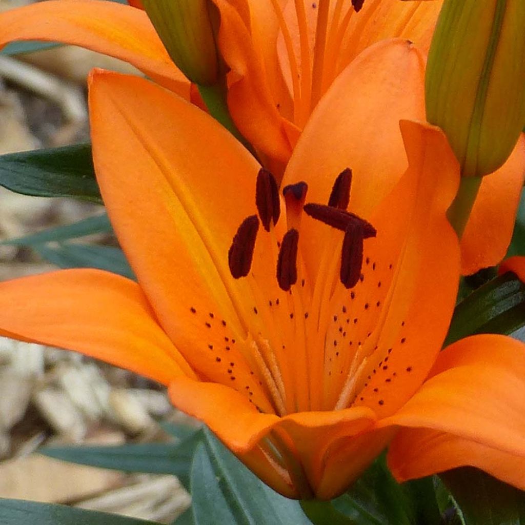 Lis nain Orange Pixie - Lis asiatique