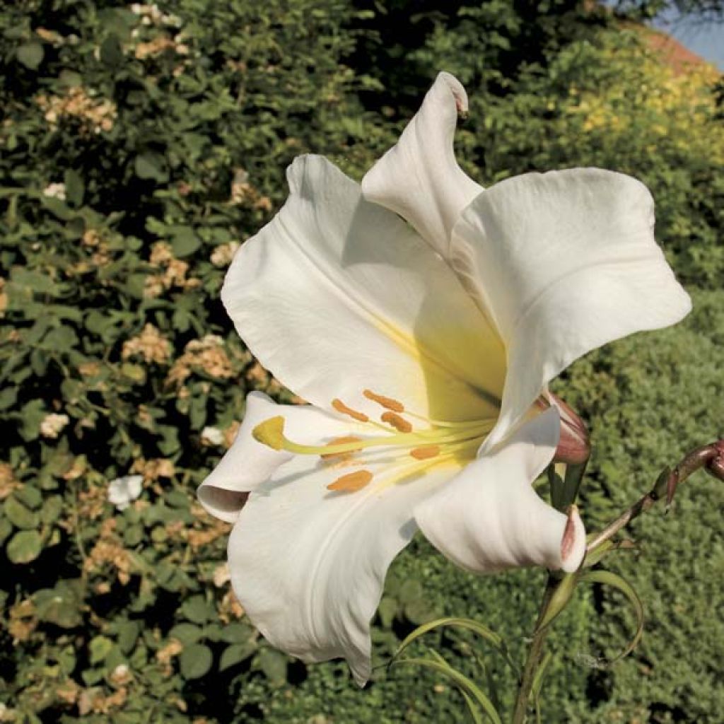 Lilium regale - Giglio regale