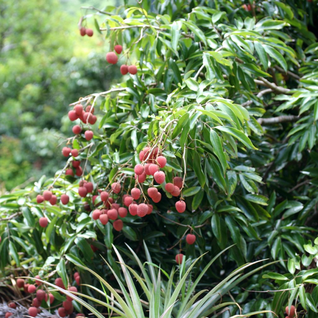 Litchi chinensis Kwai May Pink