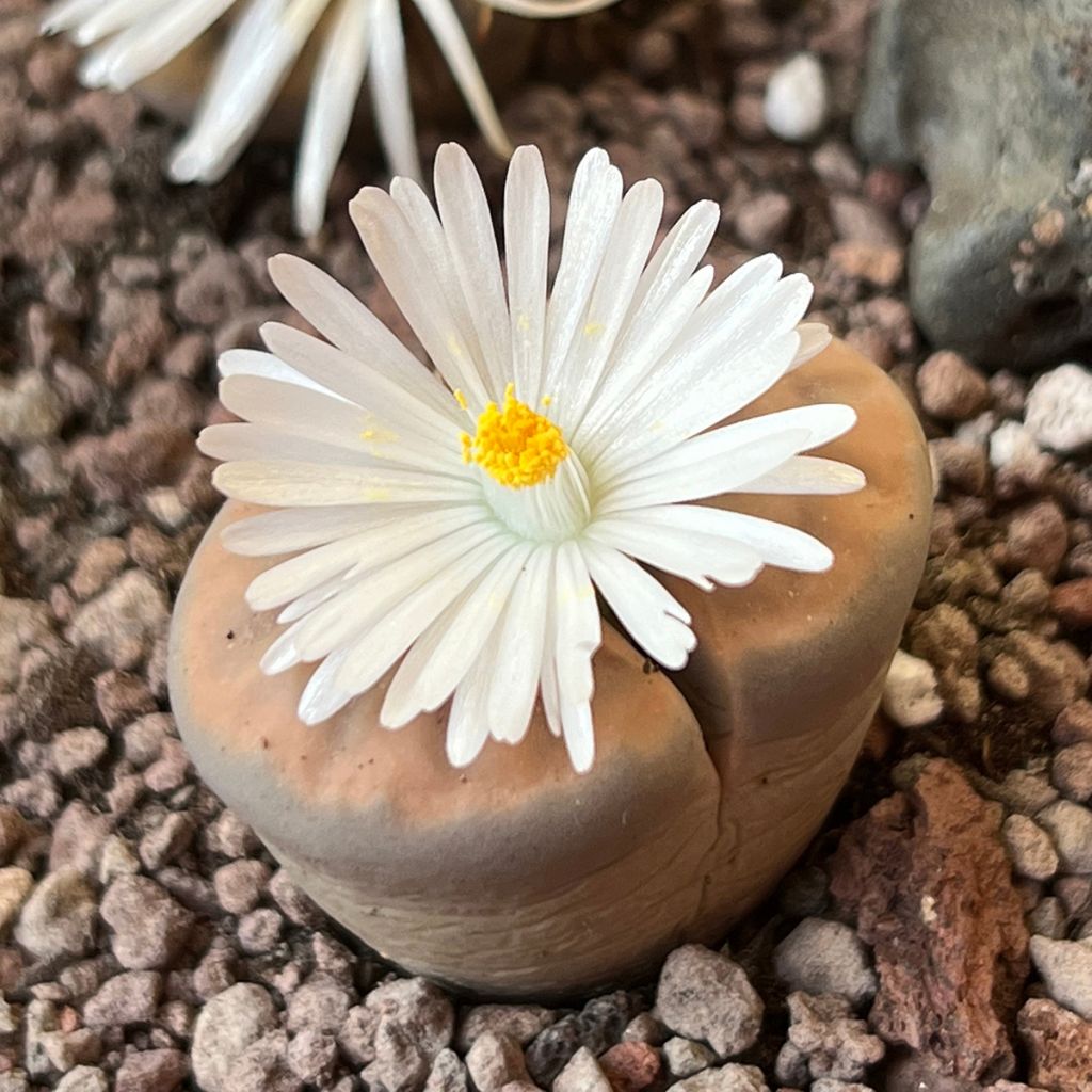 Lithops Pebble Plants Mixed - Pietre vive