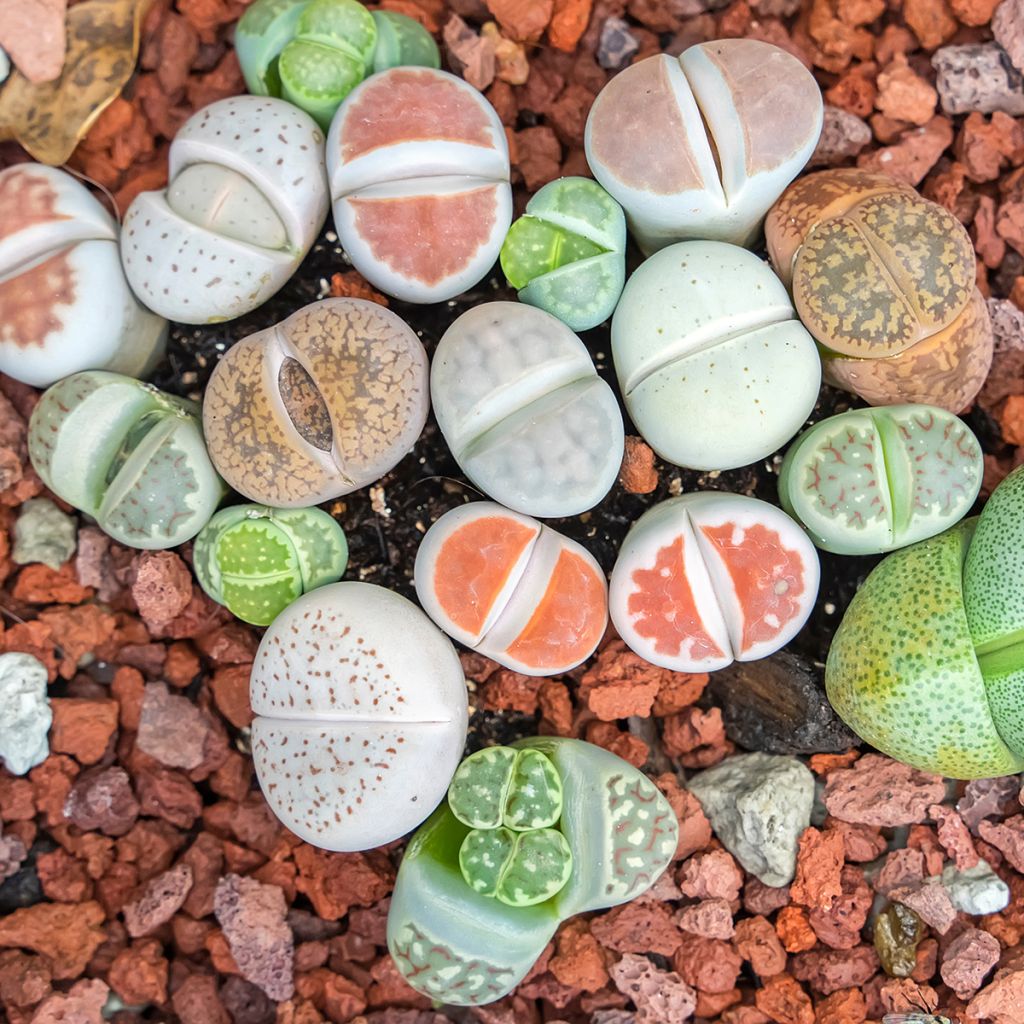 Lithops Pebble Plants Mixed - Pietre vive