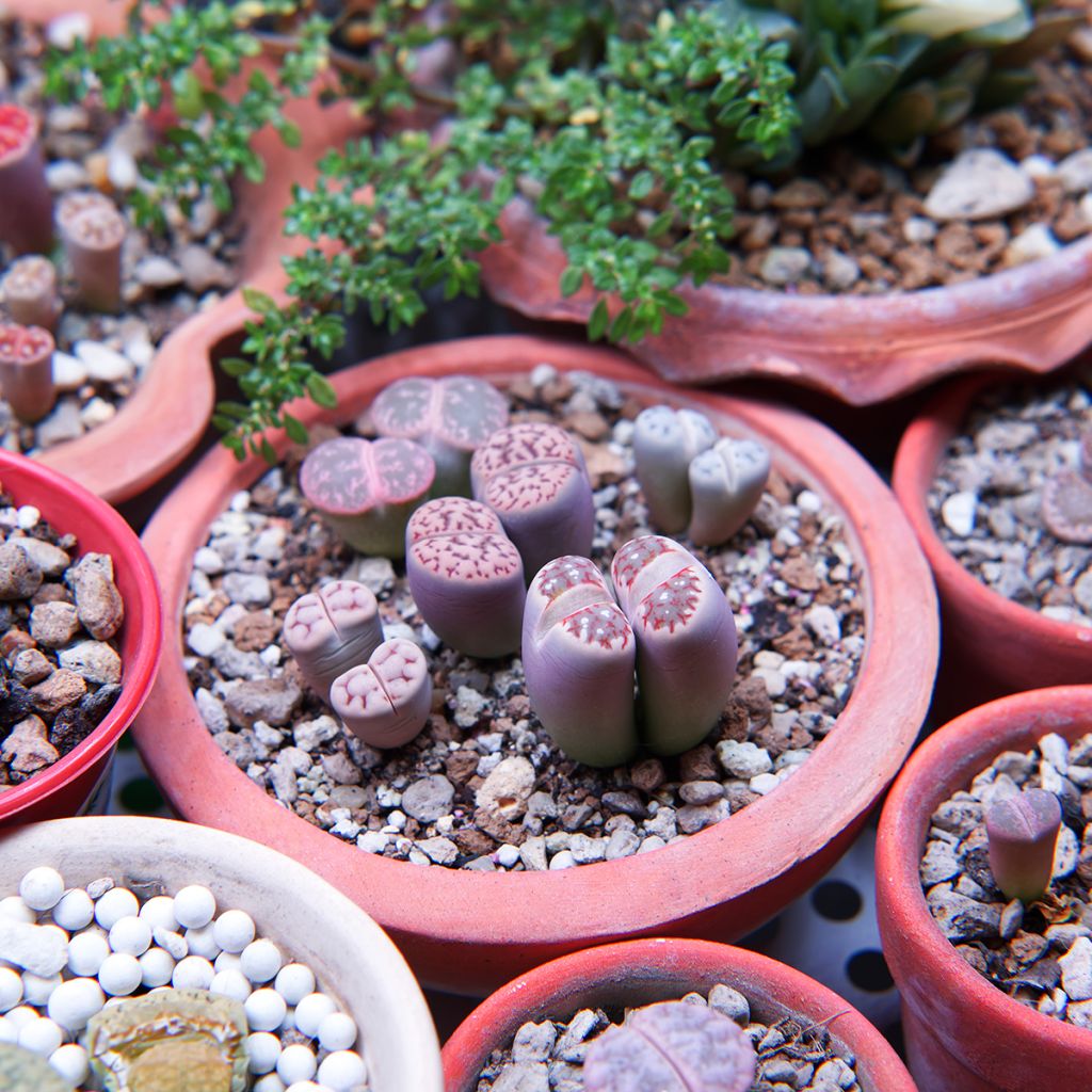 Lithops Pebble Plants Mixed - Pietre vive