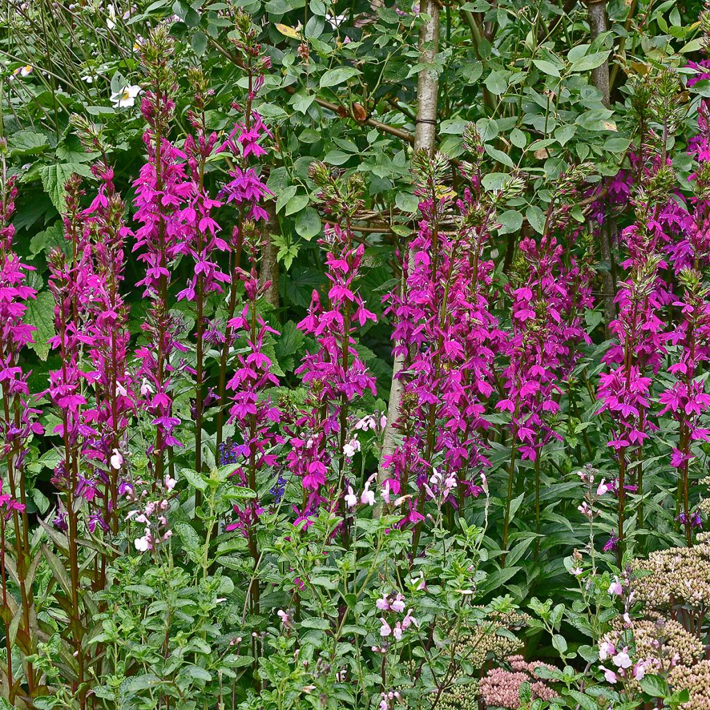 Lobelia Tania