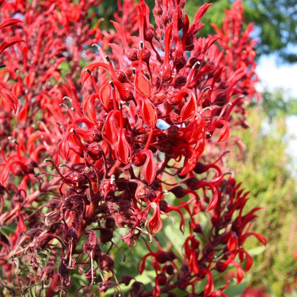Lobelia tupa - Lobelia