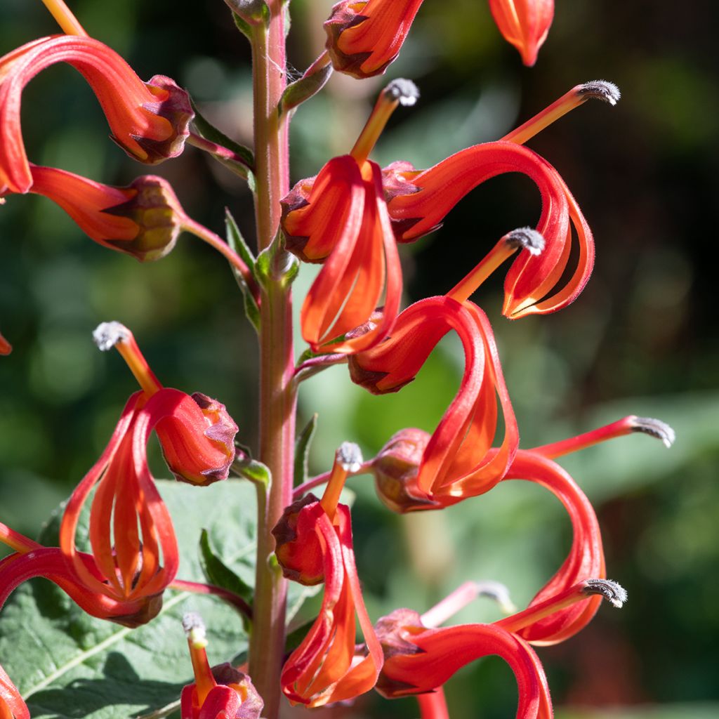 Lobelia tupa - Lobelia