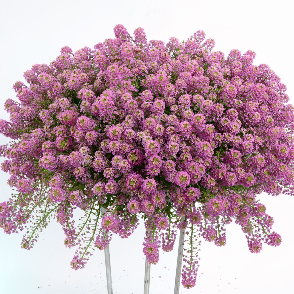 Lobularia maritima procumbens Raspberry Stream - Alisso marittimo