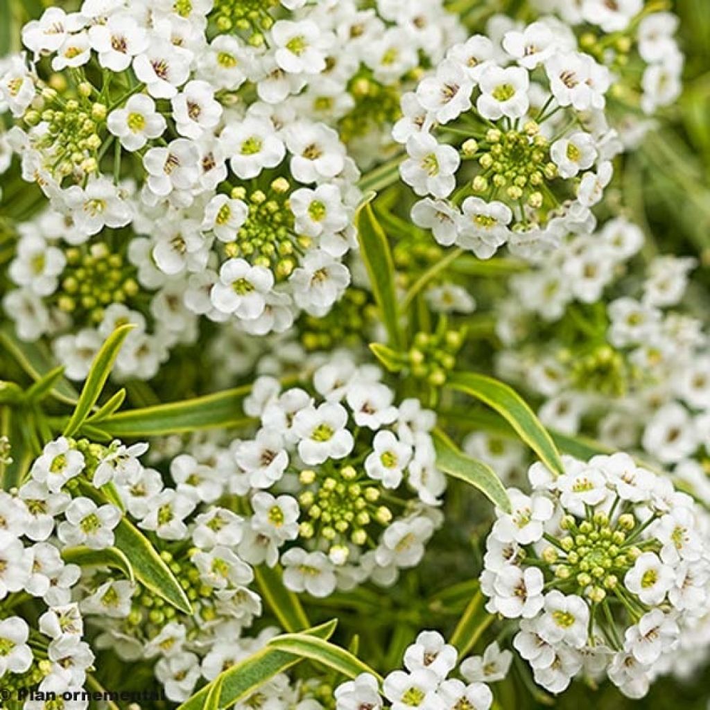 Lobularia maritima Primavera Princess - Alisso marittimo