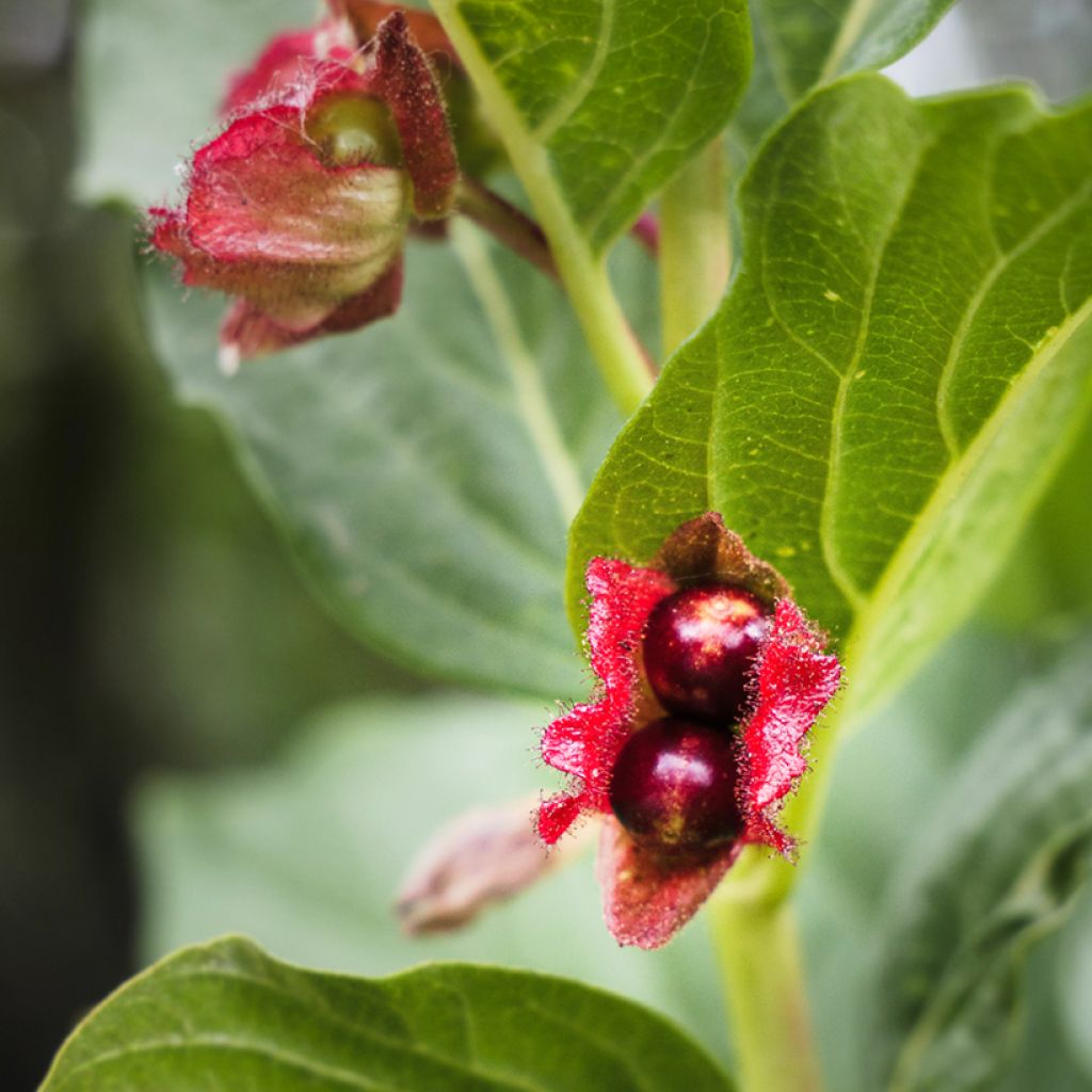 Lonicera involucrata var. ledebourii - Caprifoglio