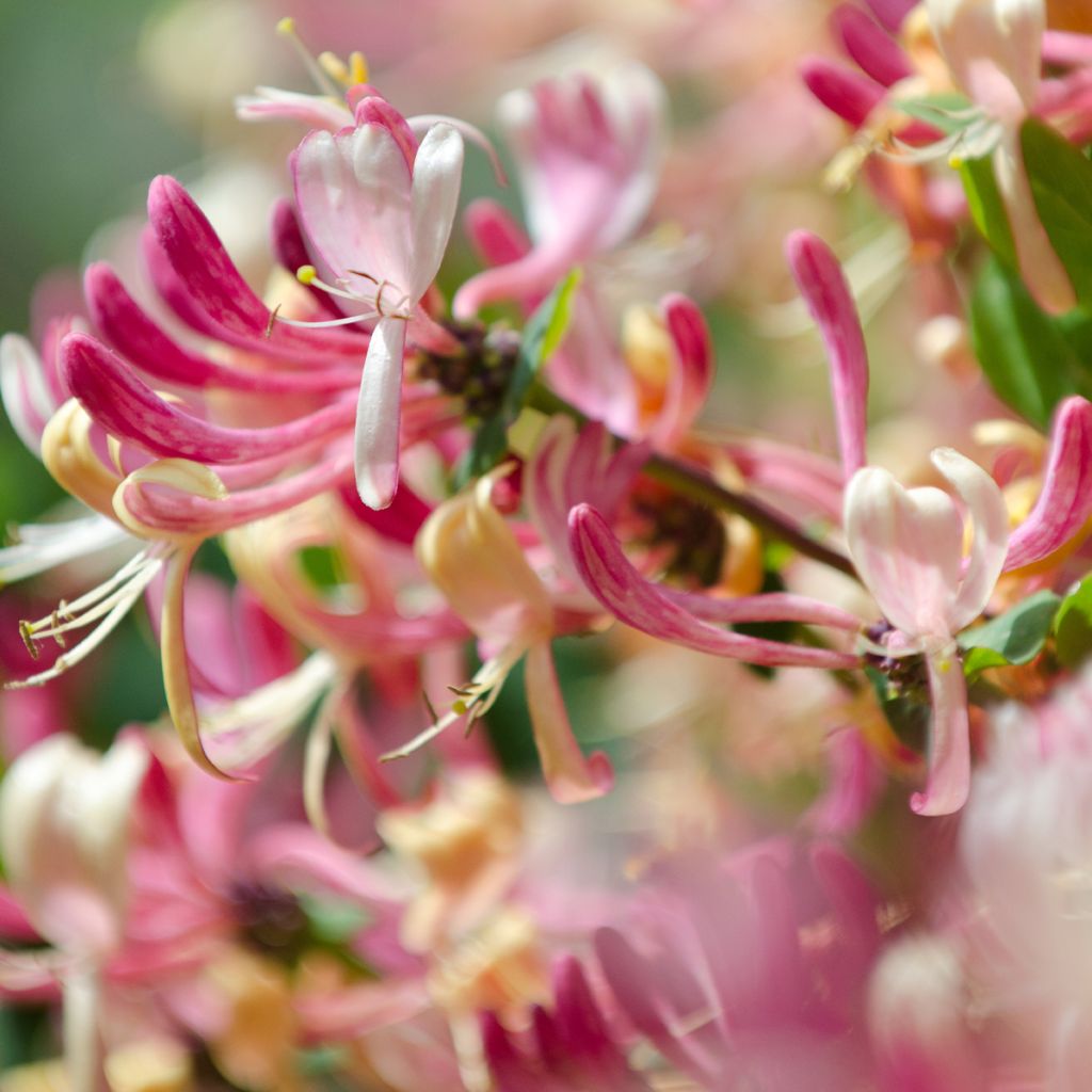 Lonicera japonica Dart's world - Caprifoglio giapponese