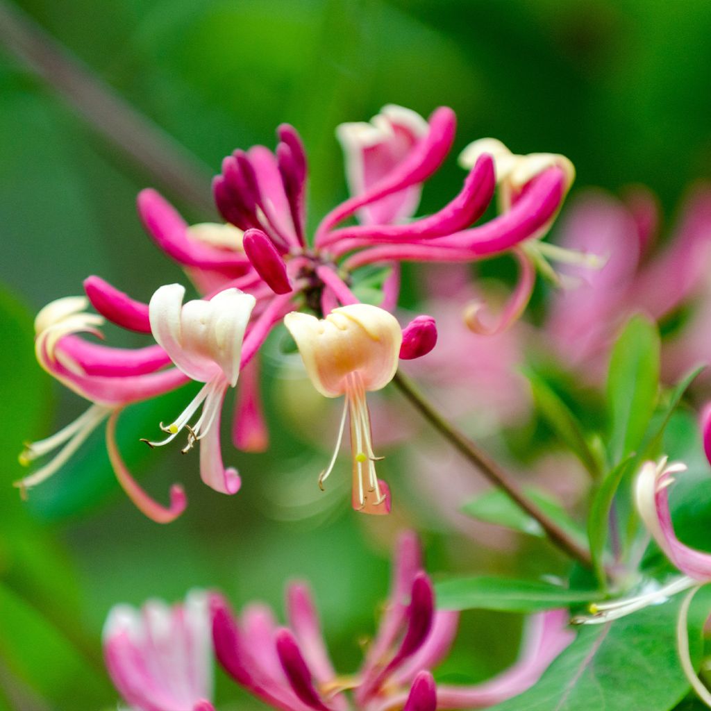 Lonicera japonica Dart's world - Caprifoglio giapponese