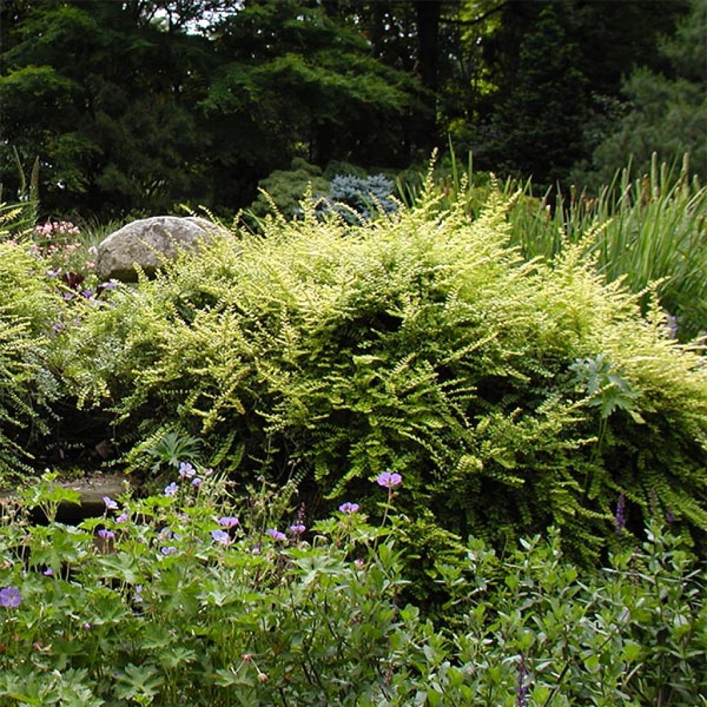 Lonicera nitida - Caprifoglio