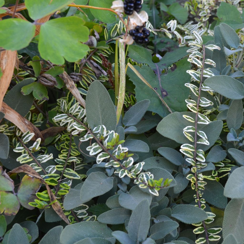 Lonicera nitida Lemon Beauty
