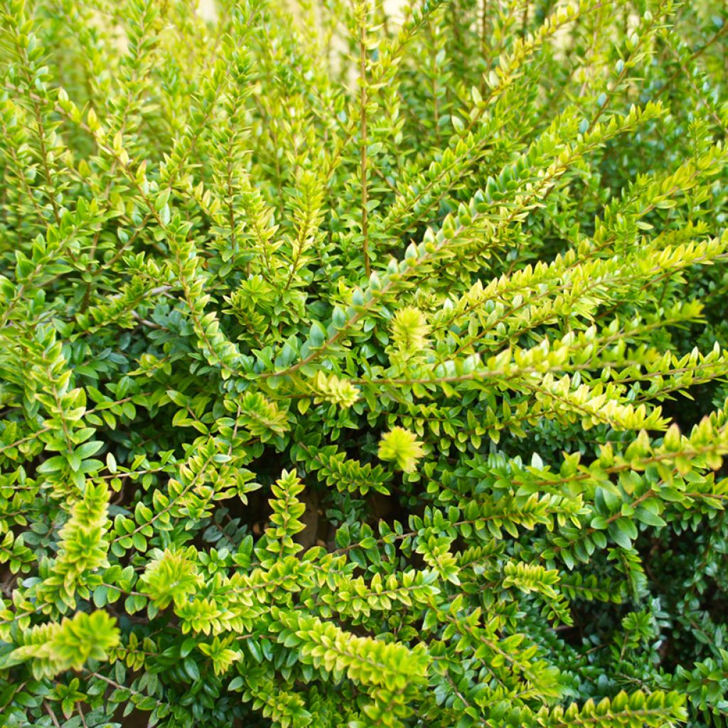 Lonicera nitida Twiggy