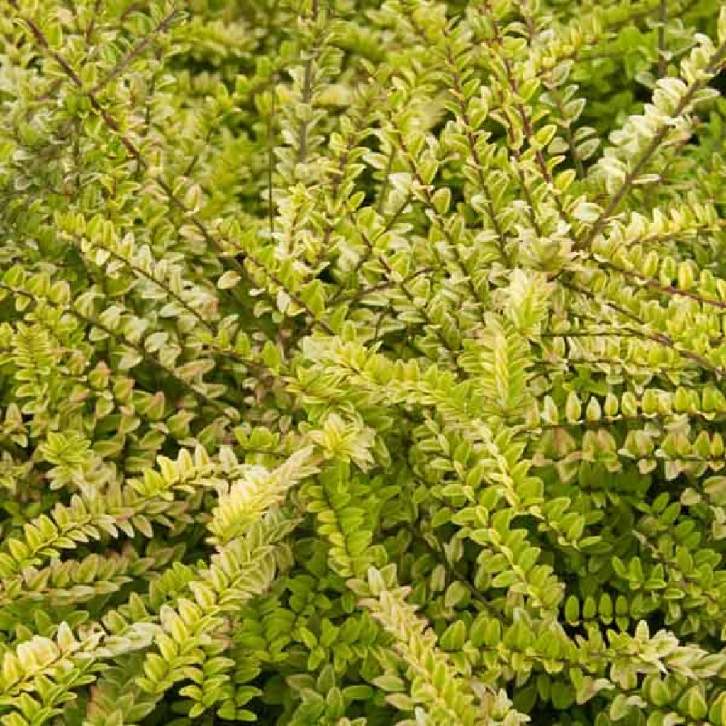 Lonicera nitida Baggesen's Gold