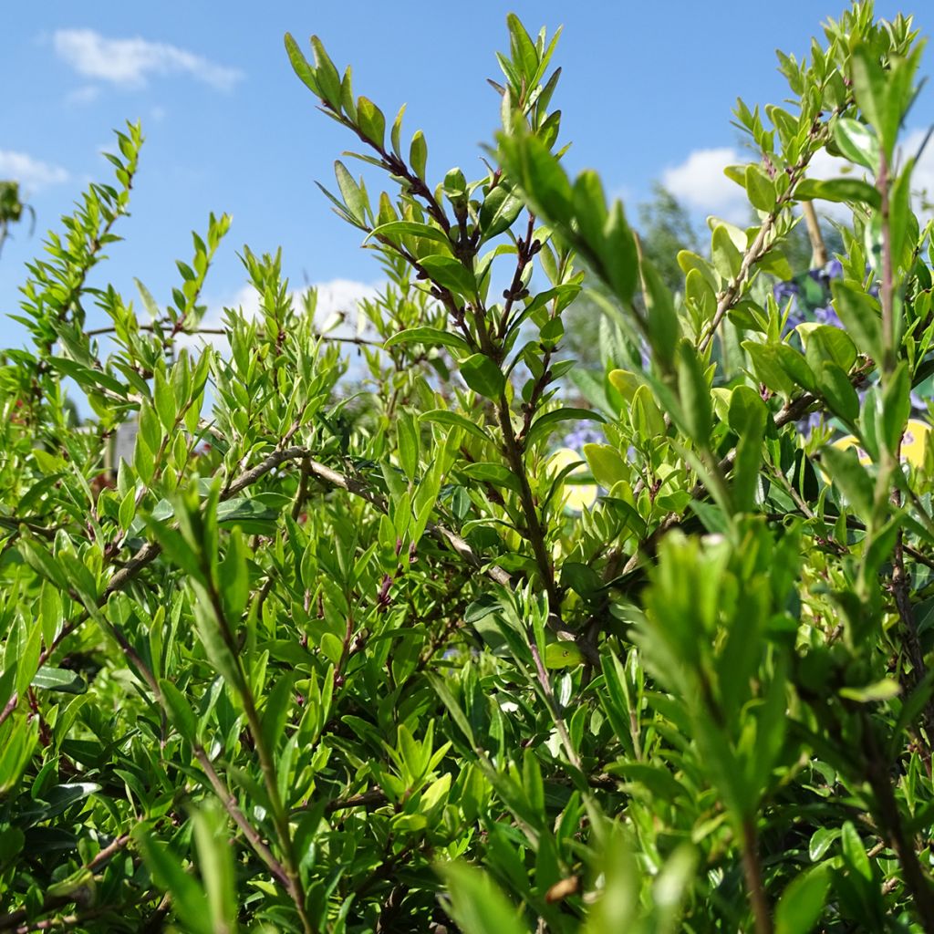 Lonicera pileata - Caprifoglio a cupola