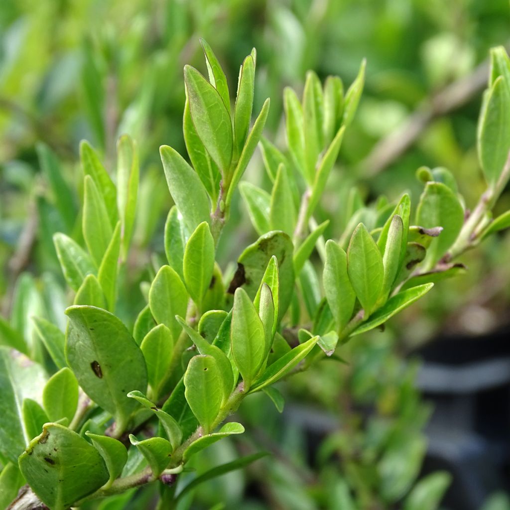 Lonicera pileata - Caprifoglio a cupola