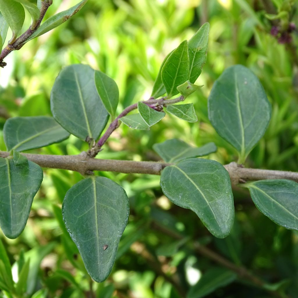 Lonicera pileata - Caprifoglio a cupola