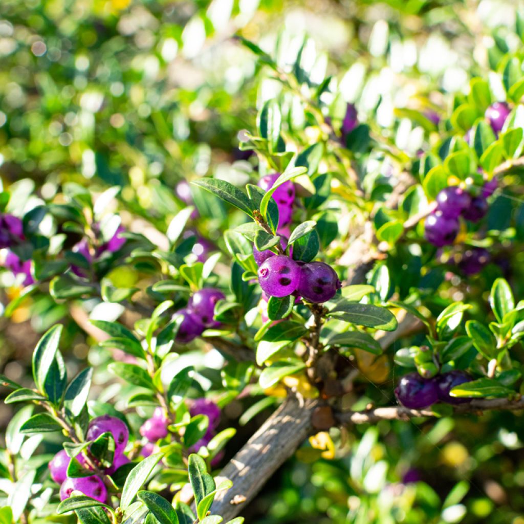 Lonicera pileata - Caprifoglio a cupola