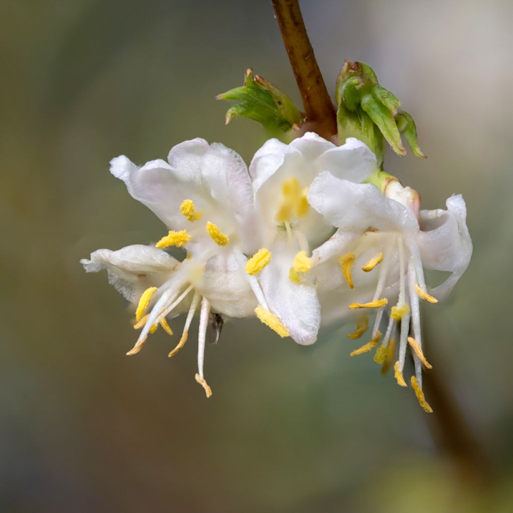 Lonicera purpusii Winter Beauty - Caprifoglio
