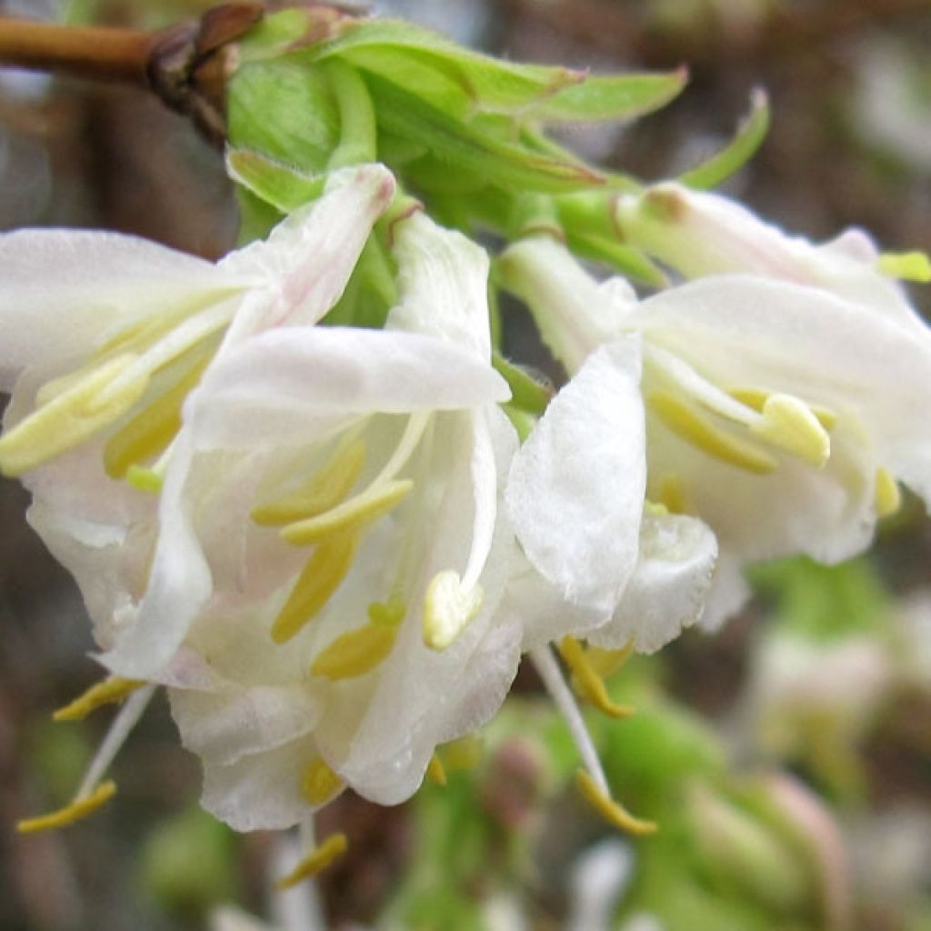 Lonicera purpusii Winter Beauty - Caprifoglio