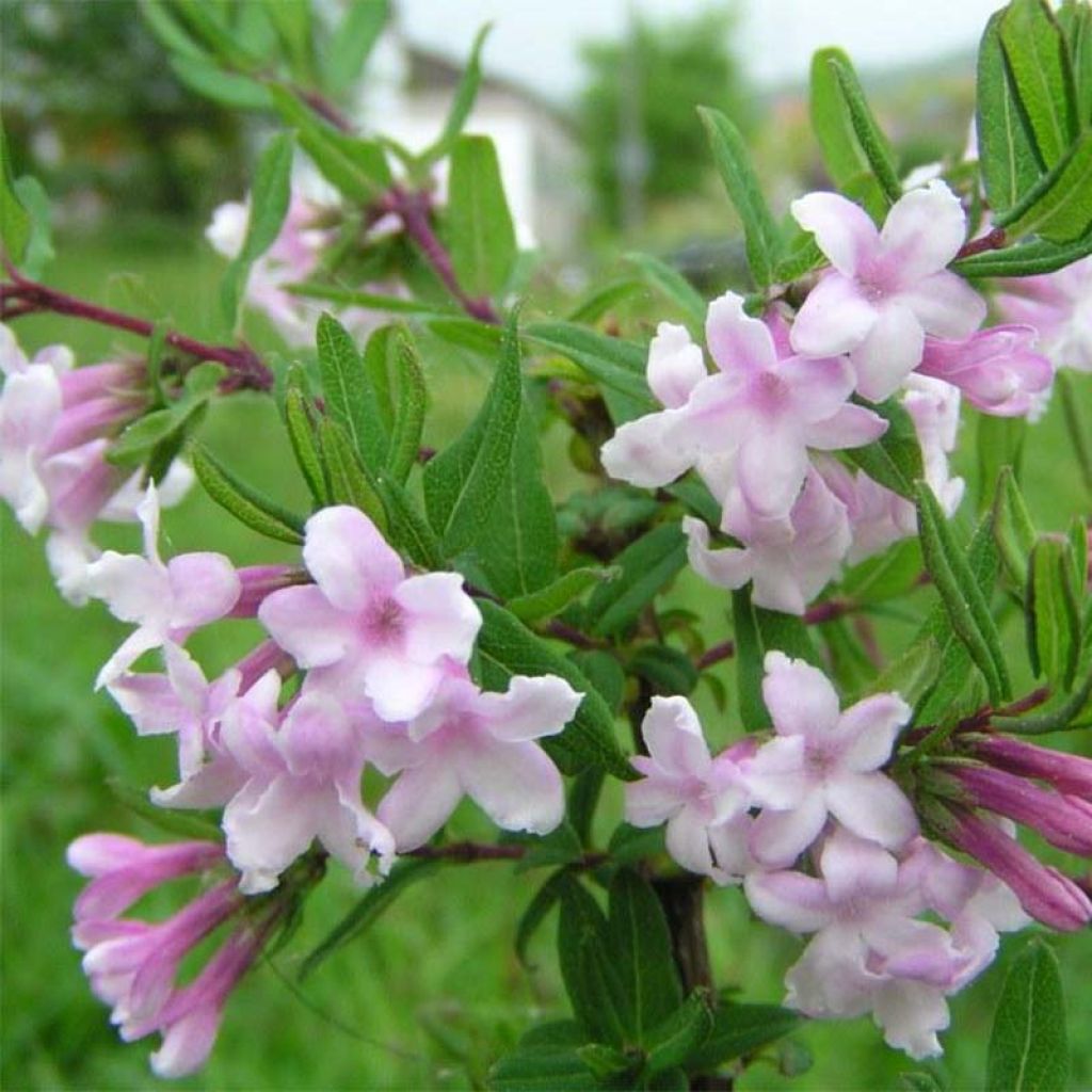 Lonicera syringantha - Caprifoglio