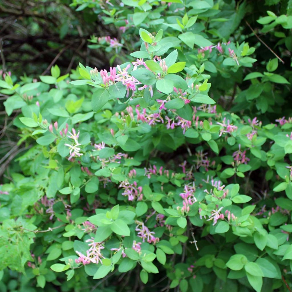 Lonicera tatarica - Caprifoglio dei Tatari