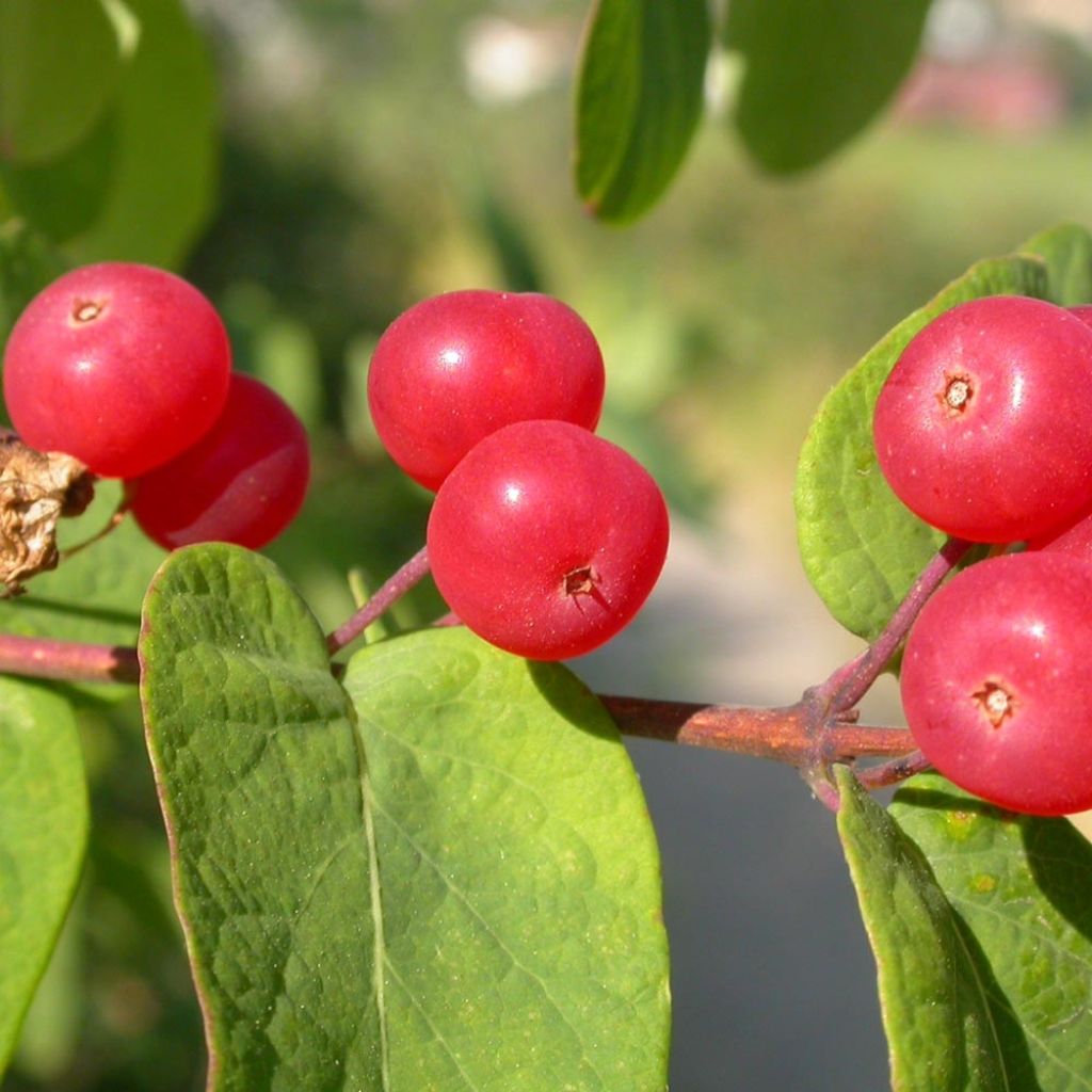 Lonicera tatarica - Caprifoglio dei Tatari