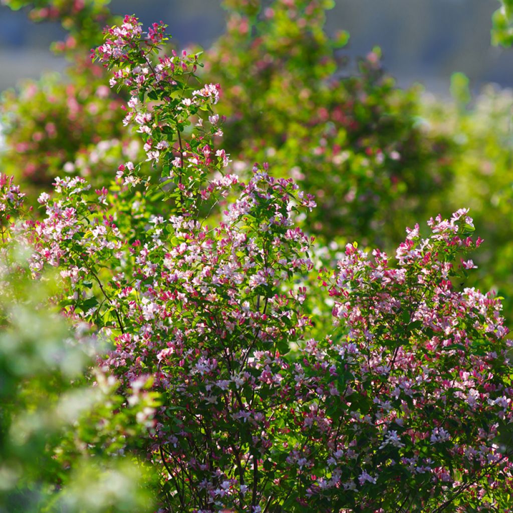 Lonicera tatarica - Caprifoglio dei Tatari