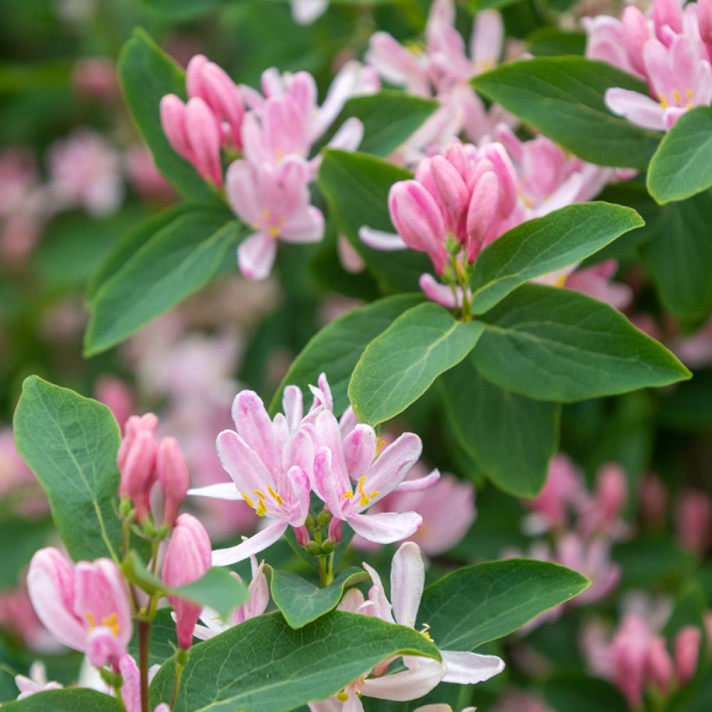 Lonicera tatarica - Caprifoglio dei Tatari