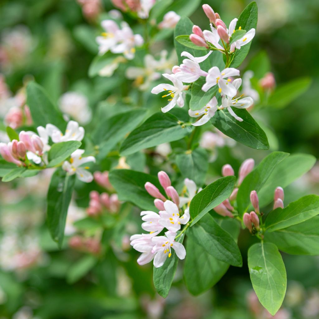 Lonicera tatarica - Caprifoglio dei Tatari