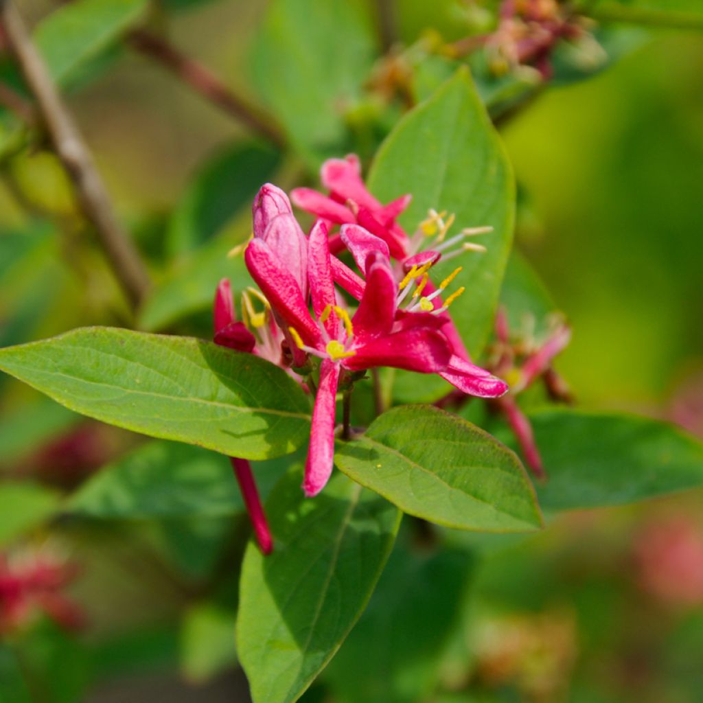 Lonicera tatarica Hack's Red - Caprifoglio dei Tatari