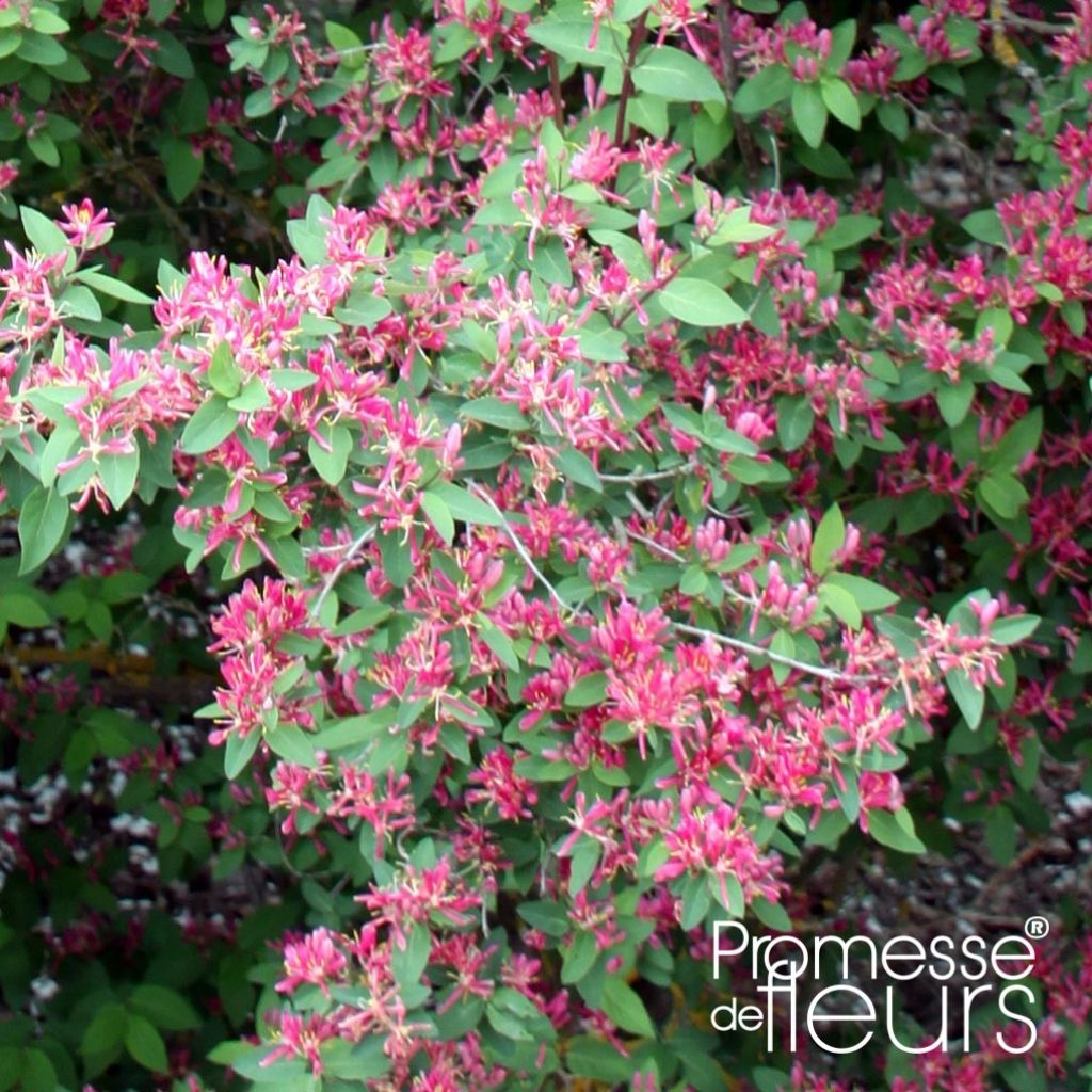 Lonicera tatarica Rosea - Caprifoglio dei Tatari