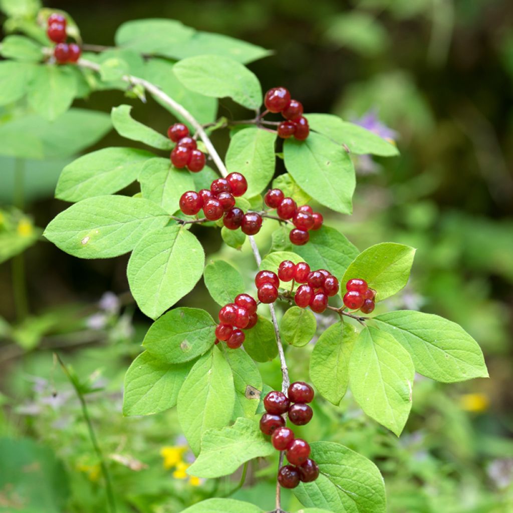 Lonicera xylosteum - Caprifoglio peloso