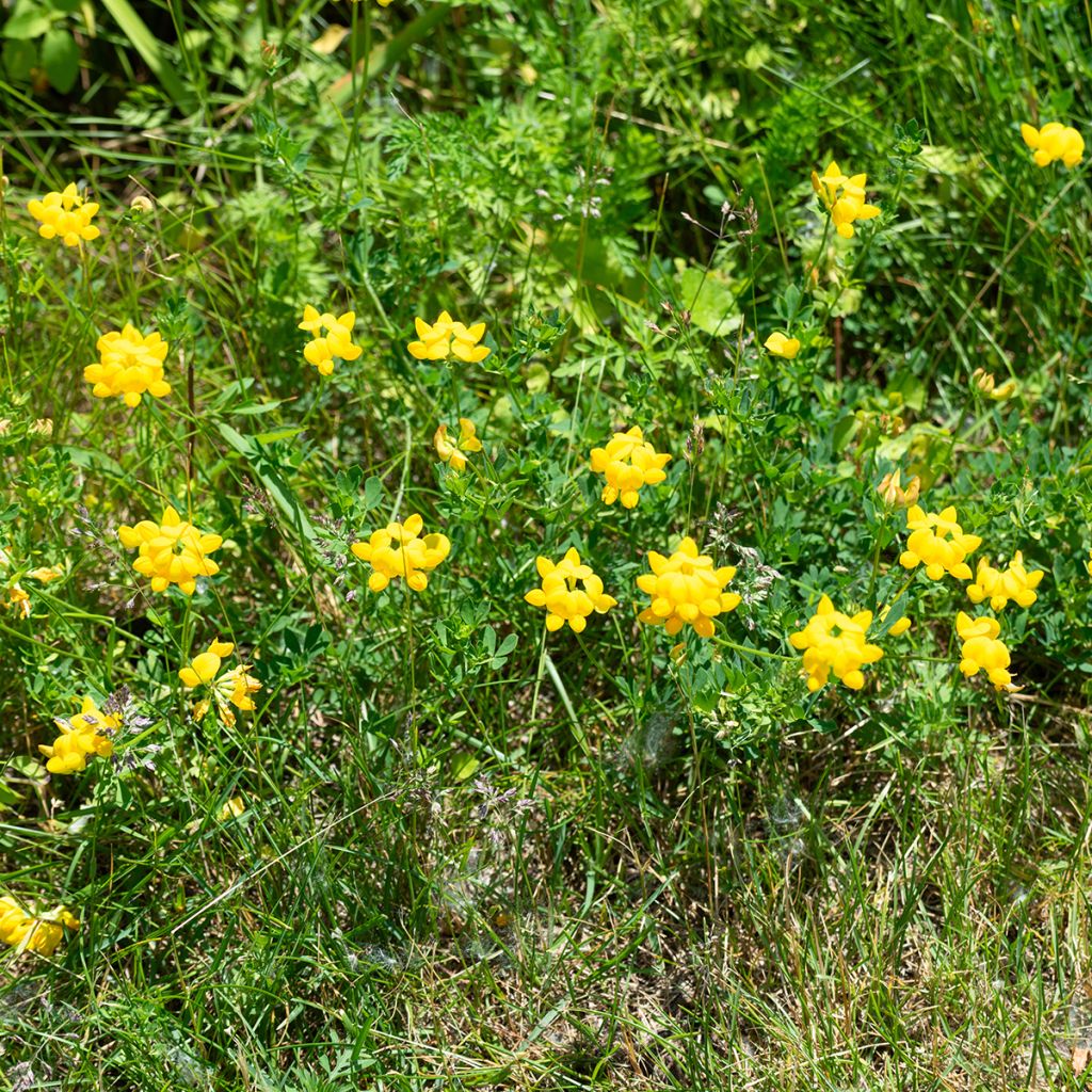 Lotus corniculatus - Ginestrino