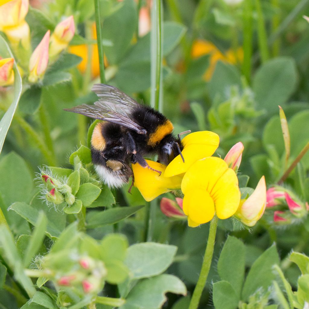 Lotus corniculatus - Ginestrino