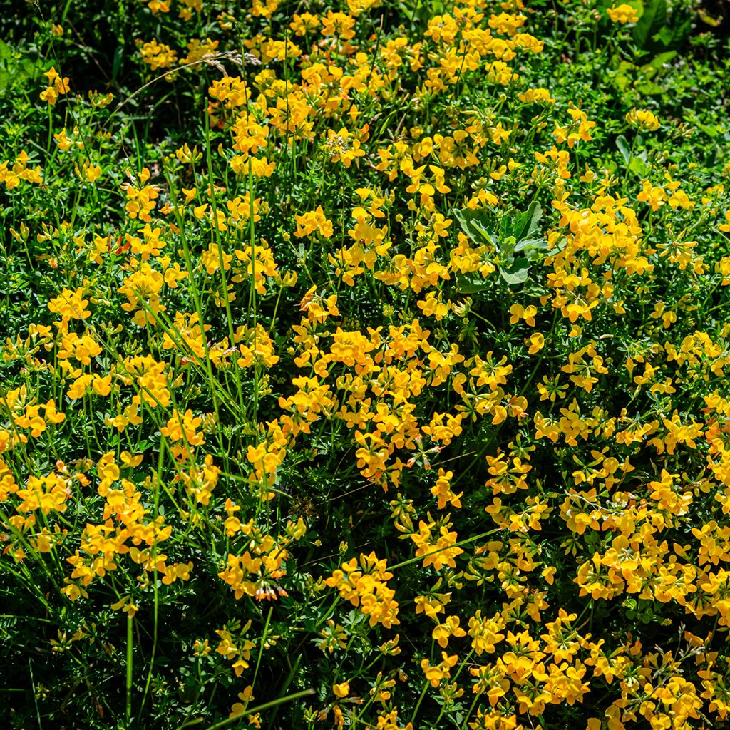 Lotus corniculatus - Ginestrino