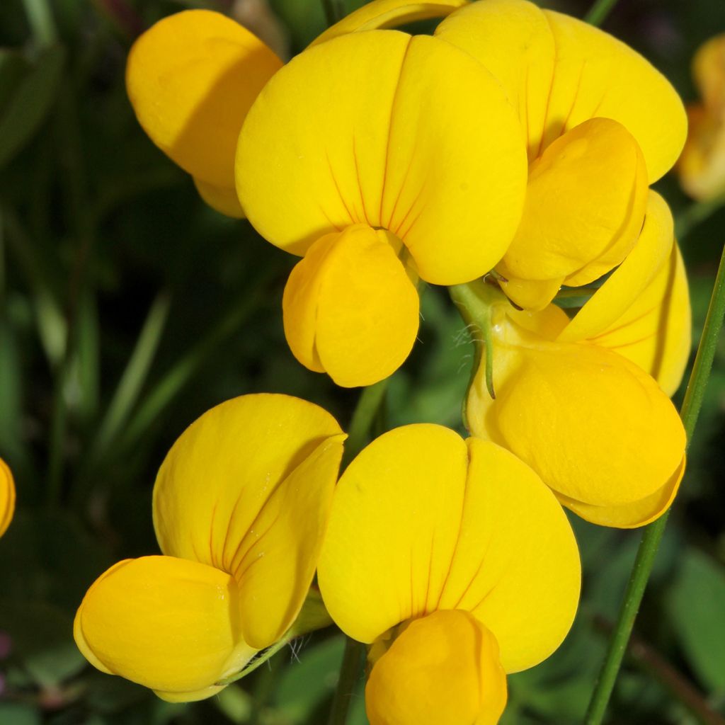 Lotus corniculatus - Ginestrino