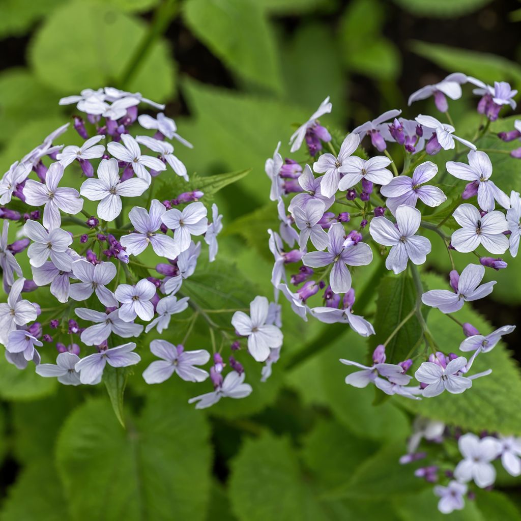 Lunaria rediviva - Lunaria comune