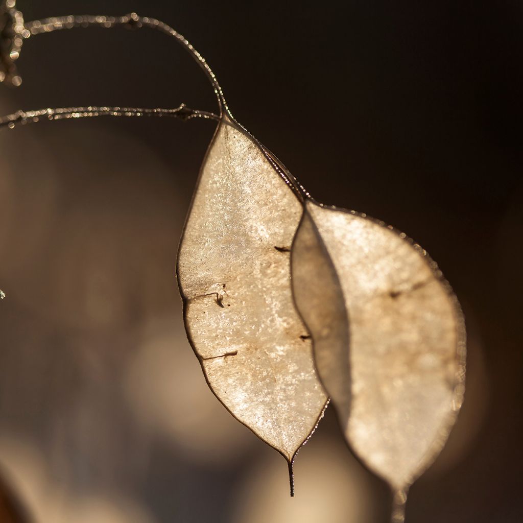 Lunaria rediviva - Lunaria comune