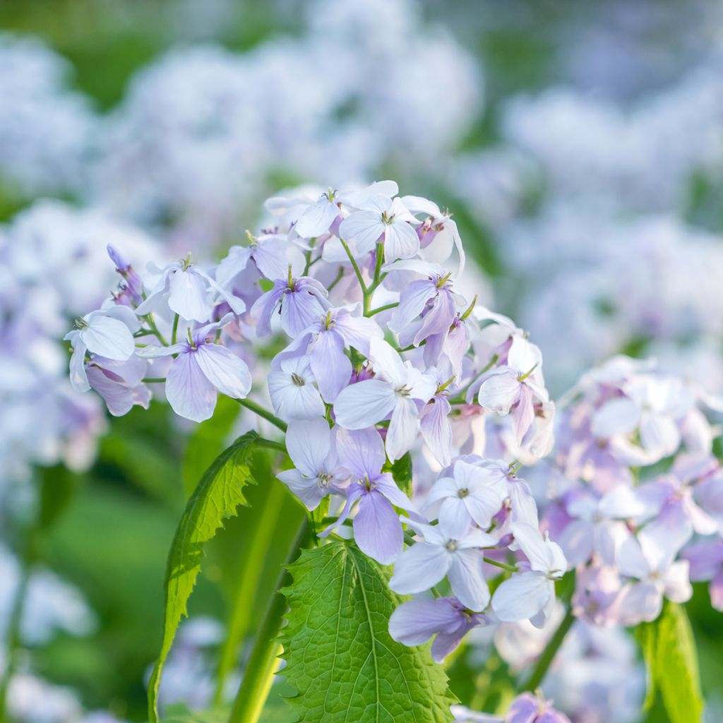 Lunaria rediviva - Lunaria comune