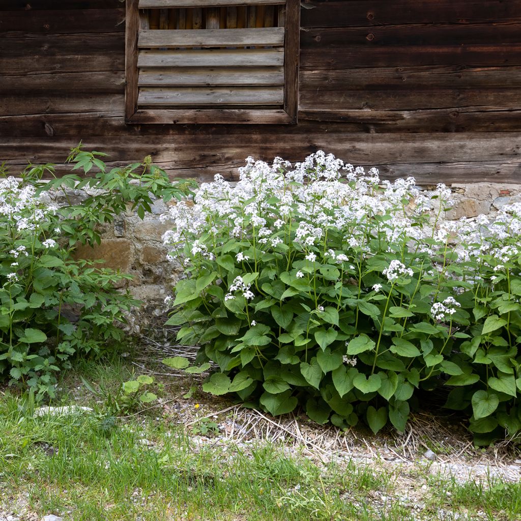 Lunaria rediviva - Lunaria comune