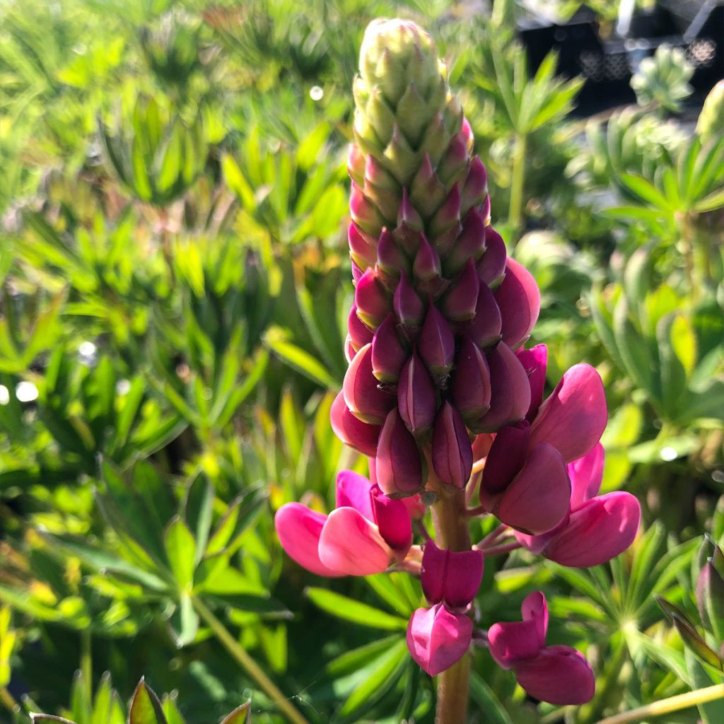 Lupinus Gallery Red - Lupino